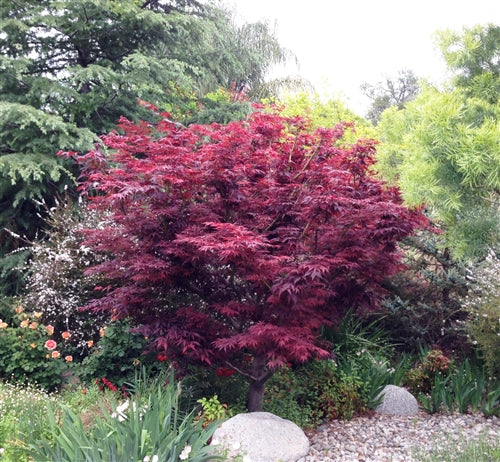 Red Leaf Japanese Maple (Acer palmatum &