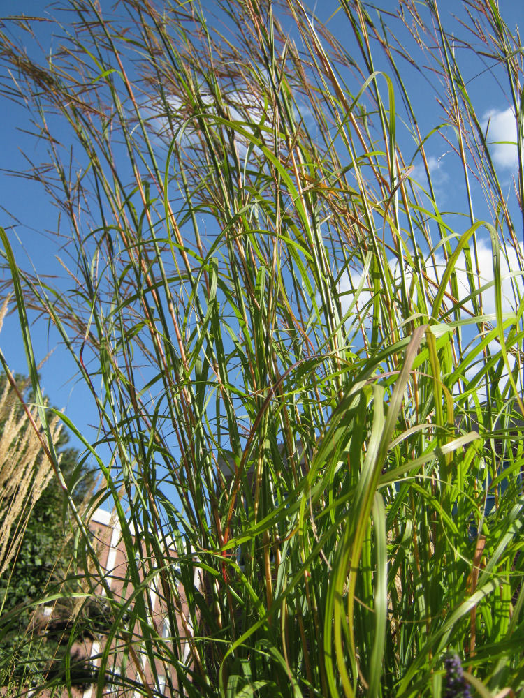 Big Bluestem Grass (Andropogon gerardii &