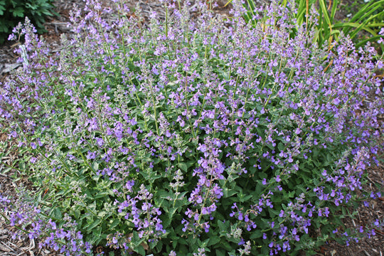 Junior Walker™ Catmint (Nepeta faassenii &