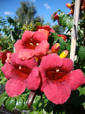 First Editions® Atomic Red™ Trumpet Vine (Campsis radicans &