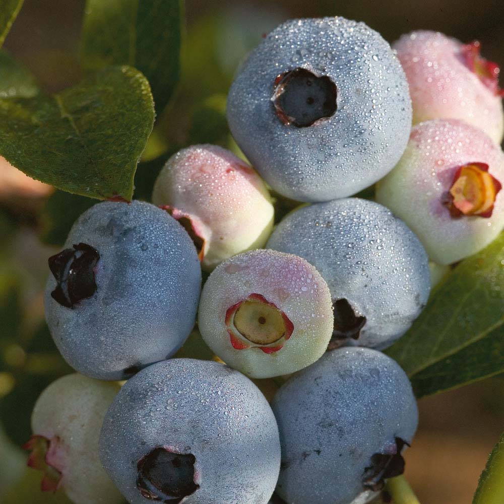 Chandler Highbush Blueberry (Vaccinium chandler &