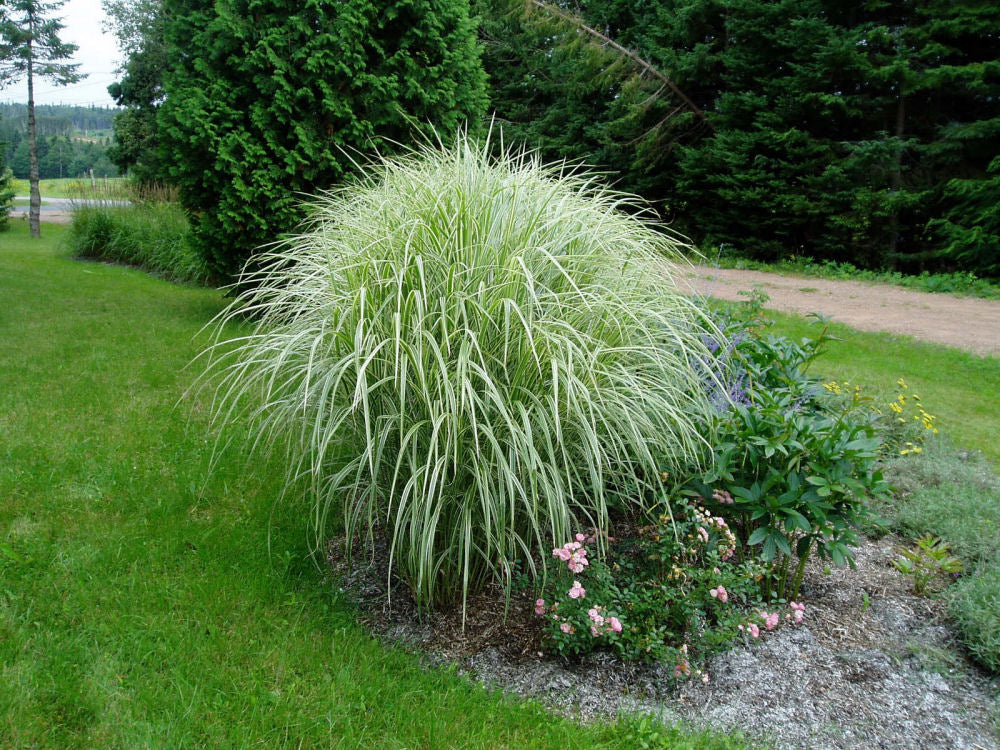 Variegated Maiden Grass (Miscanthus sinensis &