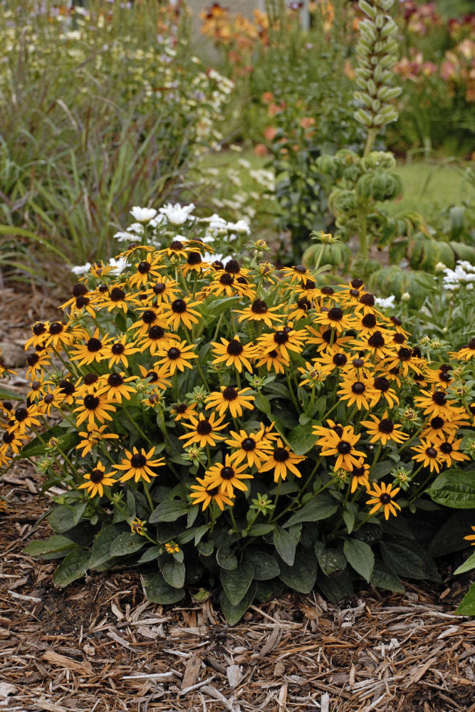 Little Goldstar Black-Eyed Susan (Rudbeckia fulgida var. sullivantii &