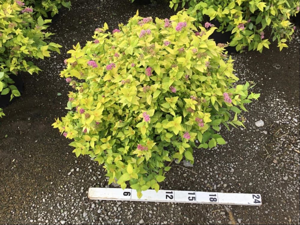 Goldmound Spirea (Spiraea japonica &