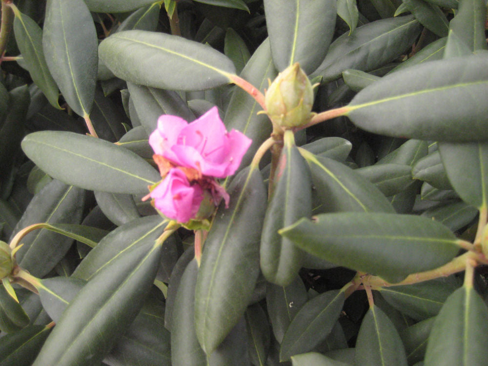 Roseum Elegans Rhododendron (Rhododendron roseum &