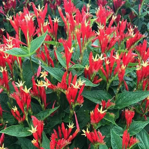 Spigelia Ragin Cajun Indian Pink (Spigelia ragin &
