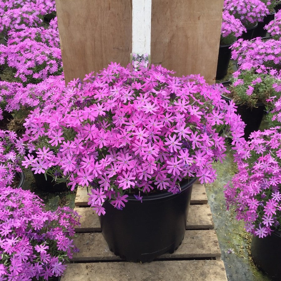Bedazzled Pink Hybrid Spring Phlox (Phlox subulata &