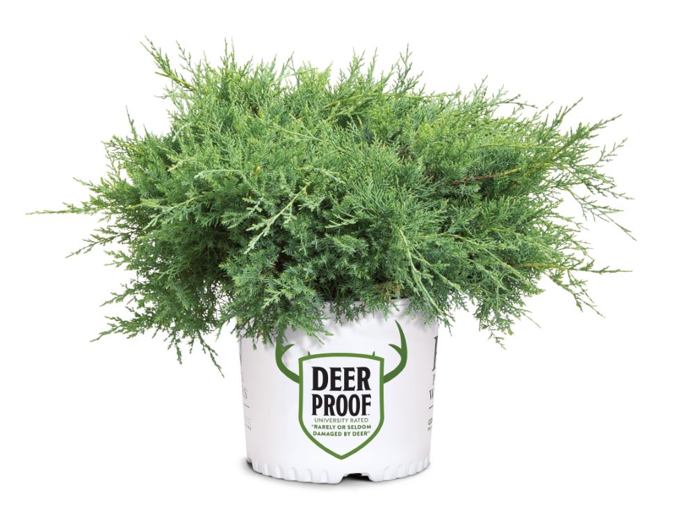 Montana Moss® Juniper (Juniper chinensis Montana Moss) - 3 gallon 15"