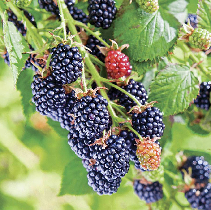 Chester Blackberry (Rubus fruticosus &
