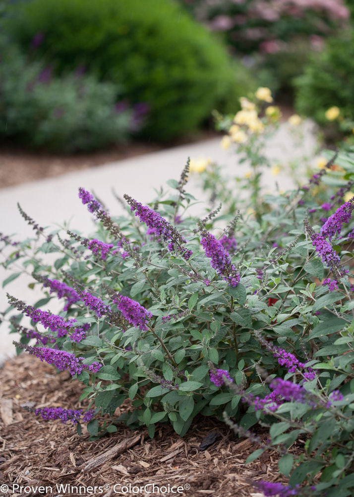 Proven Winner® Color Choice® Lo & Behold® Blue Chip Jr Butterfly Bush (Buddleia &