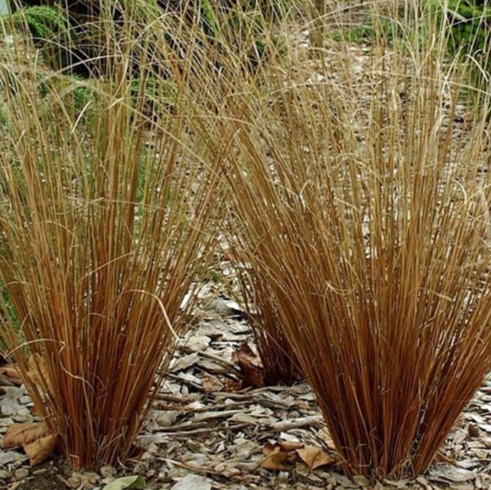 Leatherleaf Sedge (Carex &
