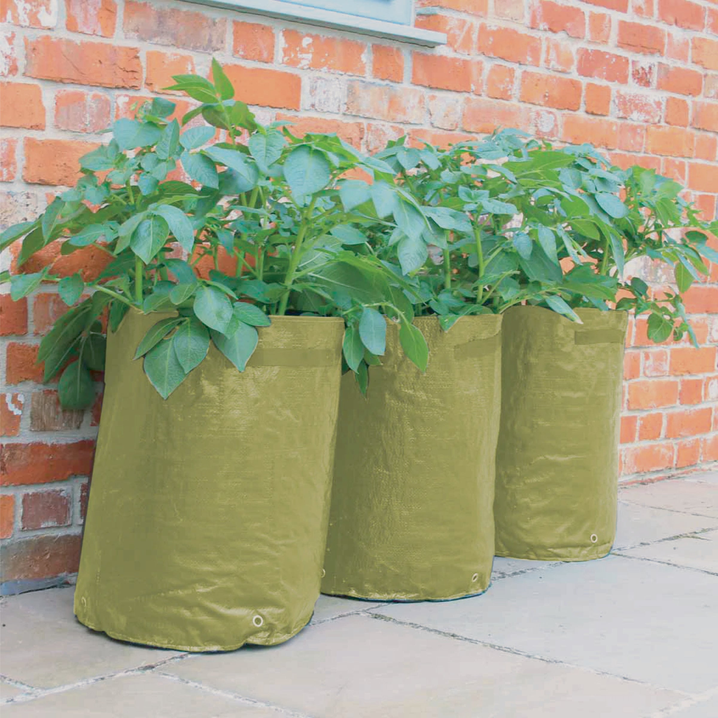 Potato/Tomato Patio Planter (3 pack)