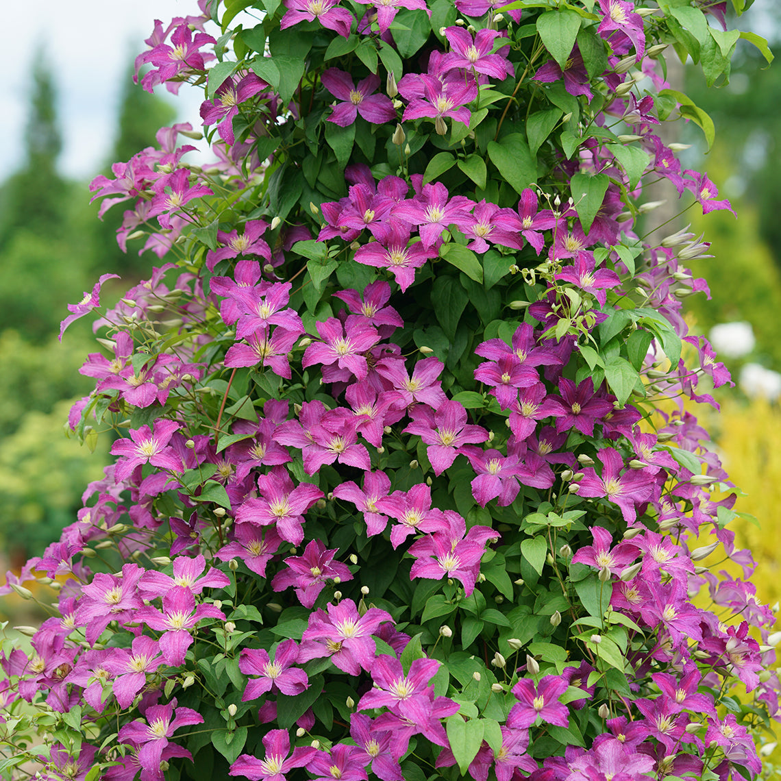 Climbing Vines
