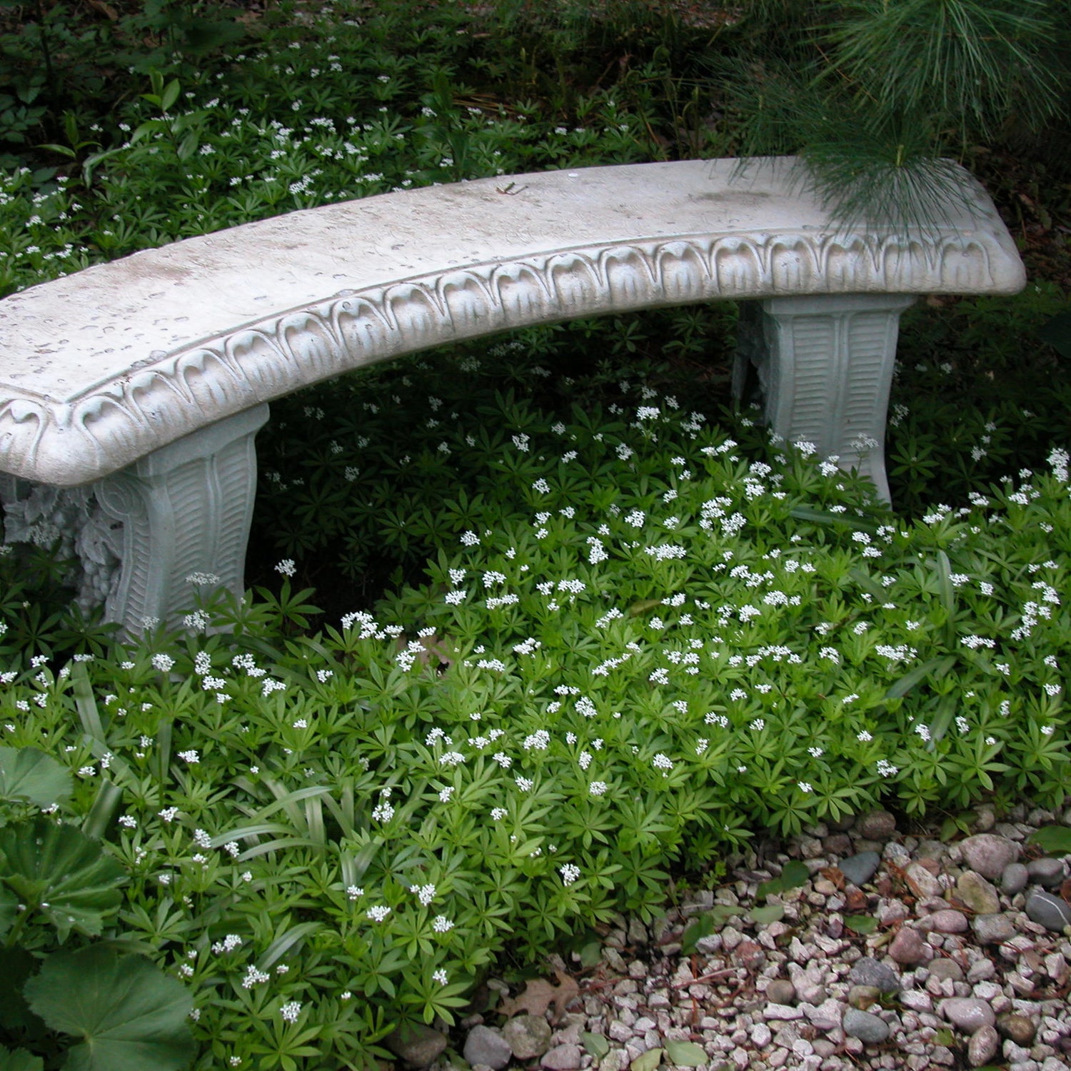 Groundcovers