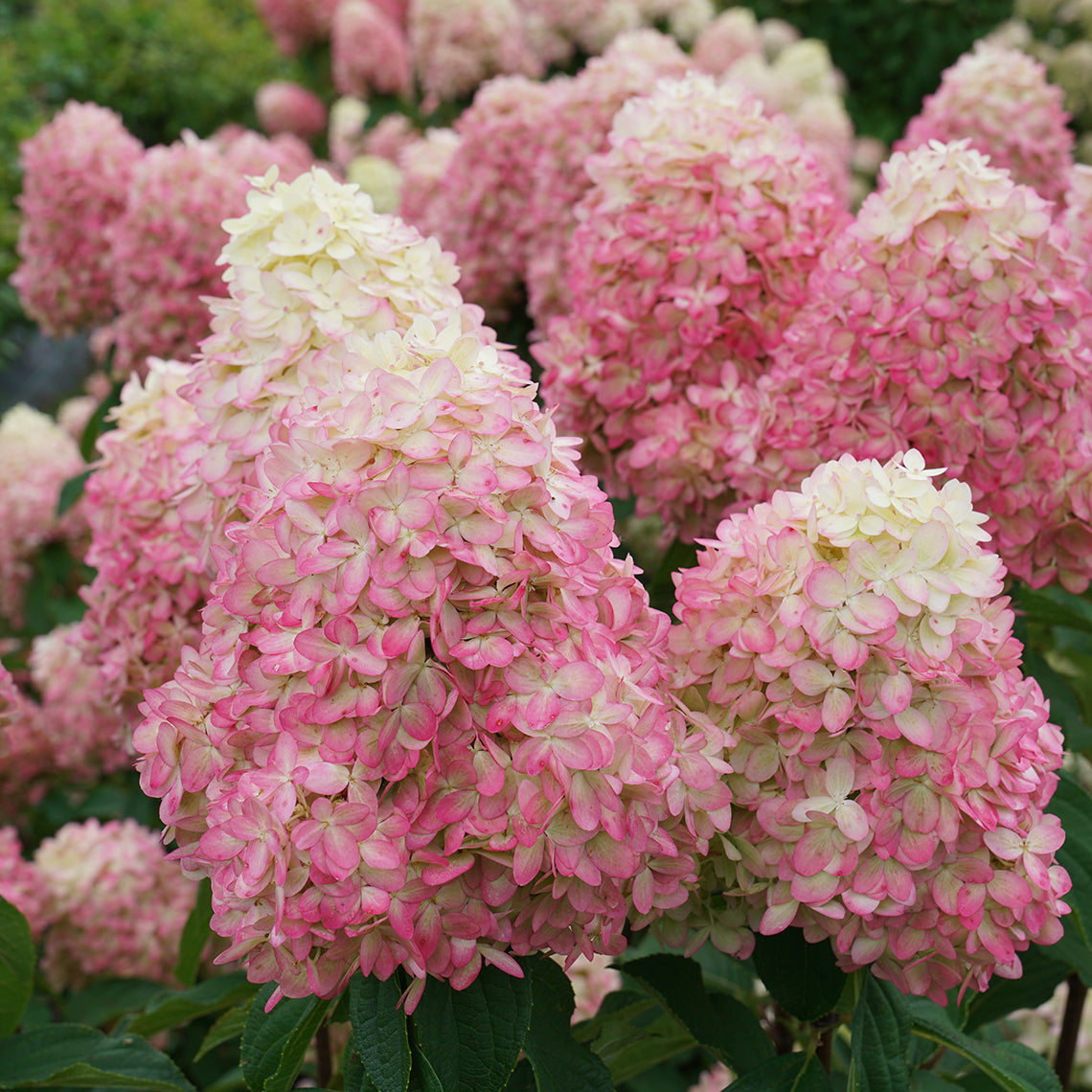 Hydrangeas