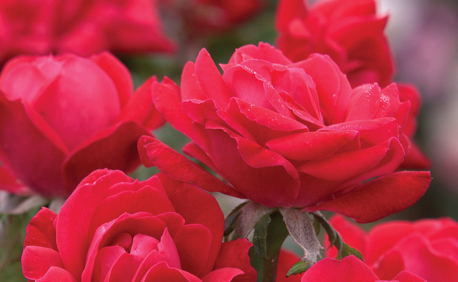 Roses