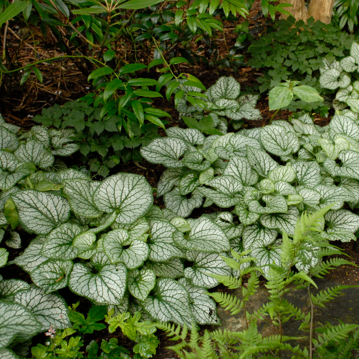 Shade Perennials