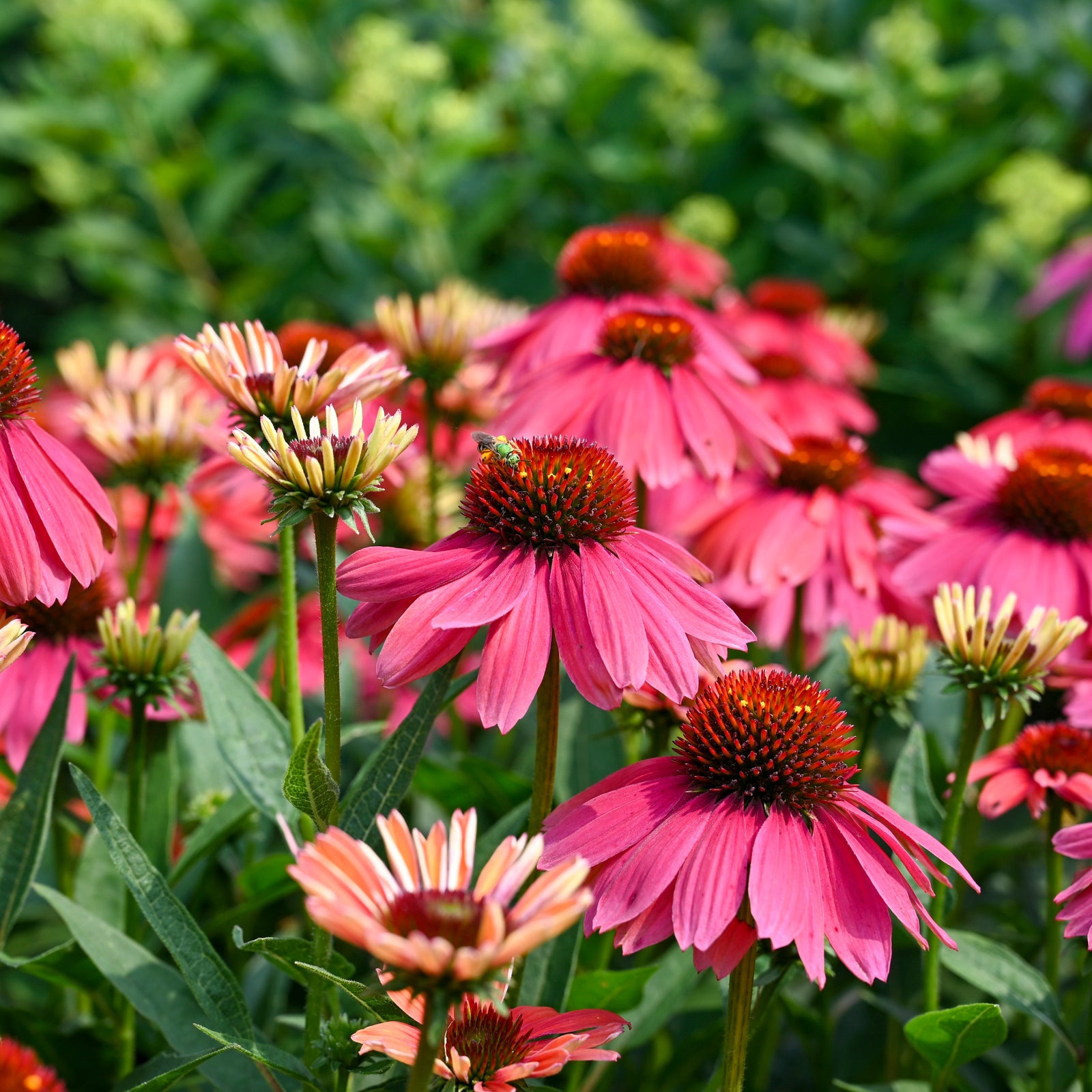 Sunny Point Gardens photo 13
