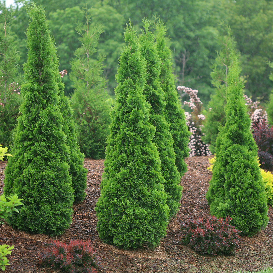 Evergreens