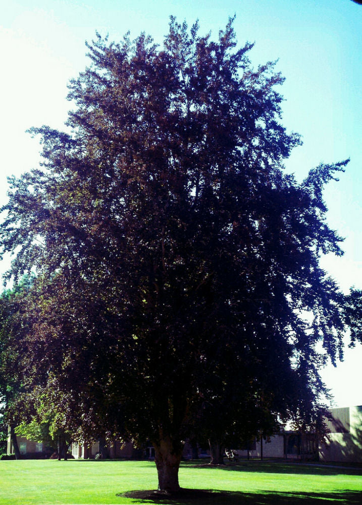 Trees