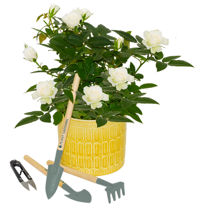 Plant Grooming Tools - Set of 4