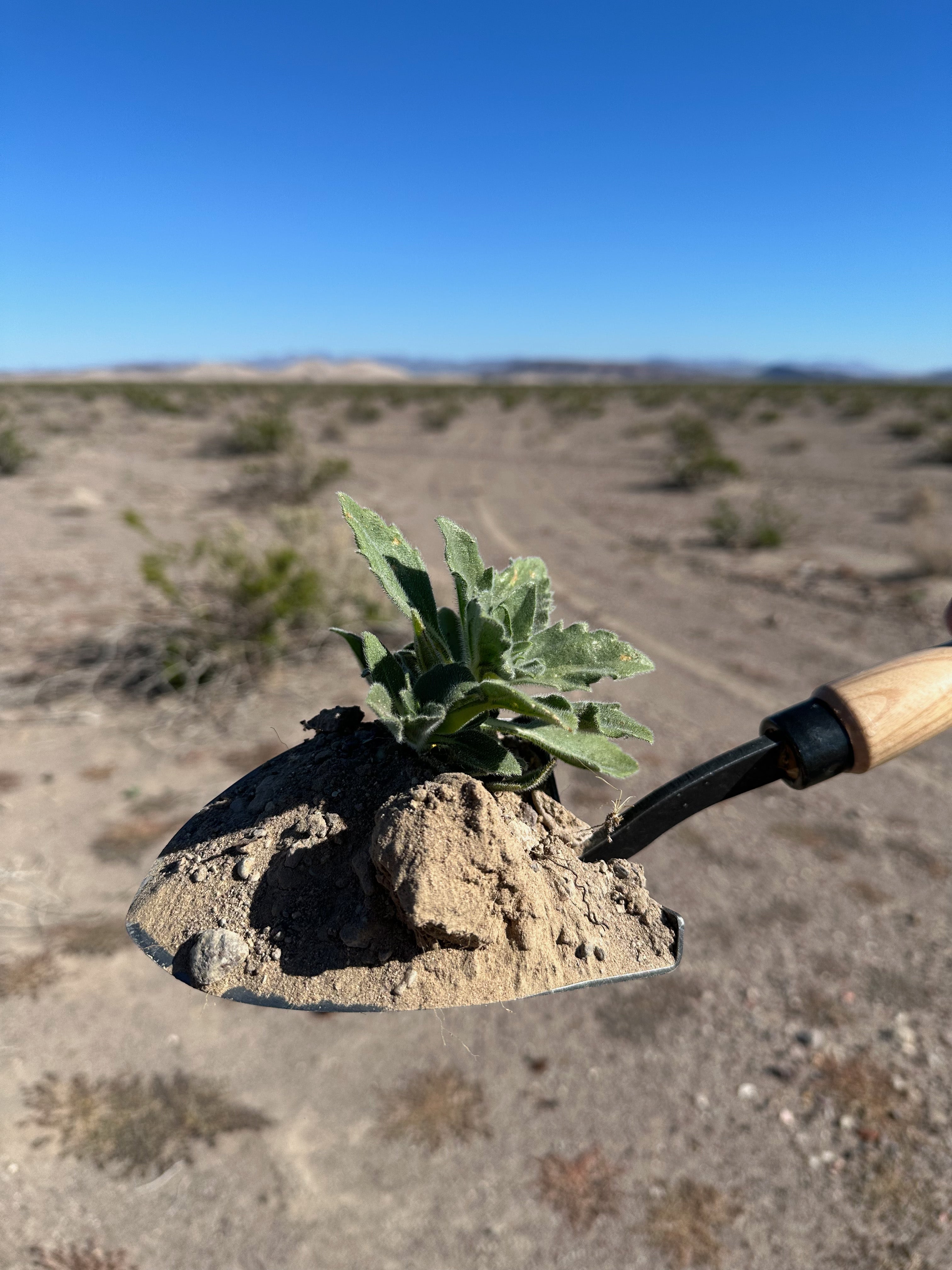 DeWit Shovel - American with 10" Handgrip