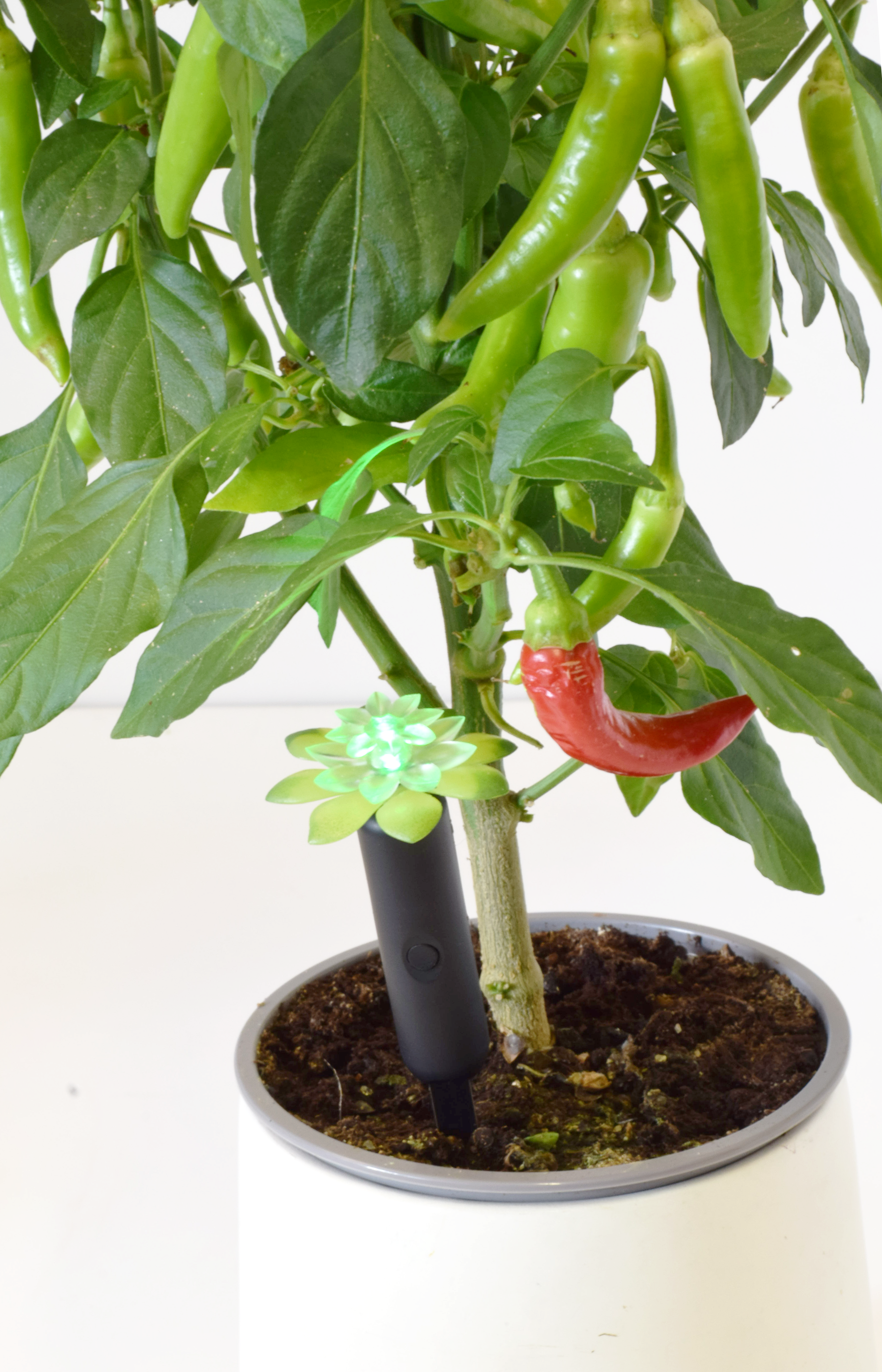 Plant Alarm Moisture Meter - Standard
