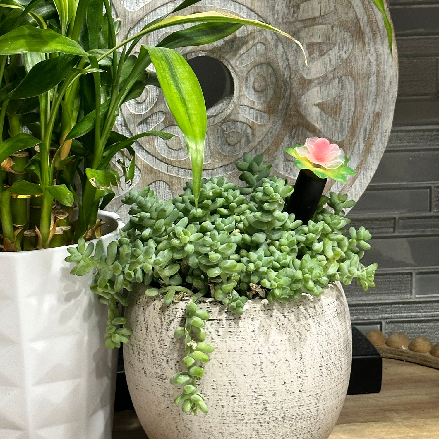 Plant Alarm Moisture Meter Kit