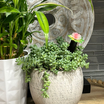 Plant Alarm Moisture Meter Kit