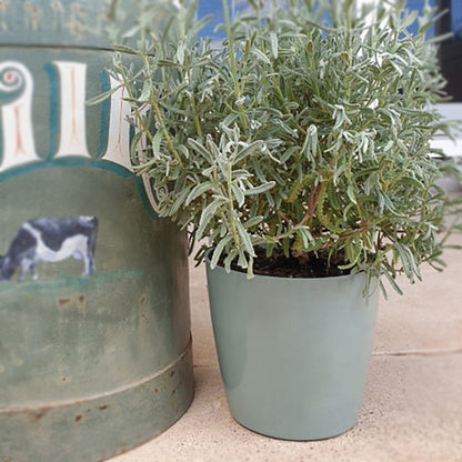 7" Round Self-Watering Bamboo Pot - Sage Green