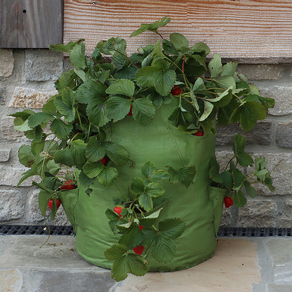 Strawberry &amp; Herb Patio Planter (2 pack)