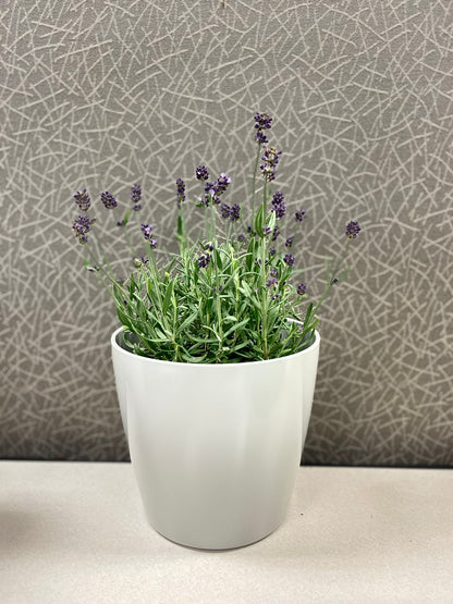 7" Round Self-Watering Bamboo Pot - Gray