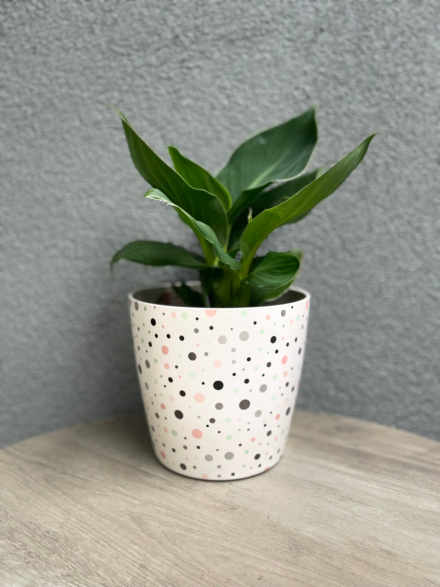 7" Round Self-Watering Bamboo Pot - Dots