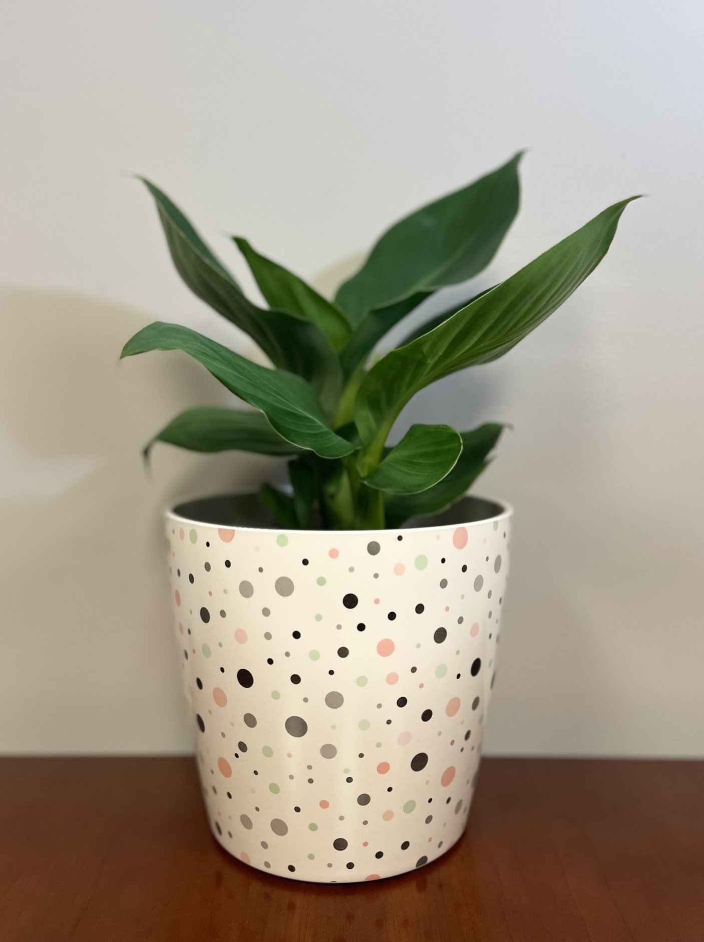 7" Round Self-Watering Bamboo Pot - Dots