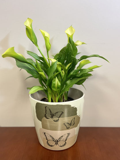 7" Round Self-Watering Bamboo Pot - Butterfly