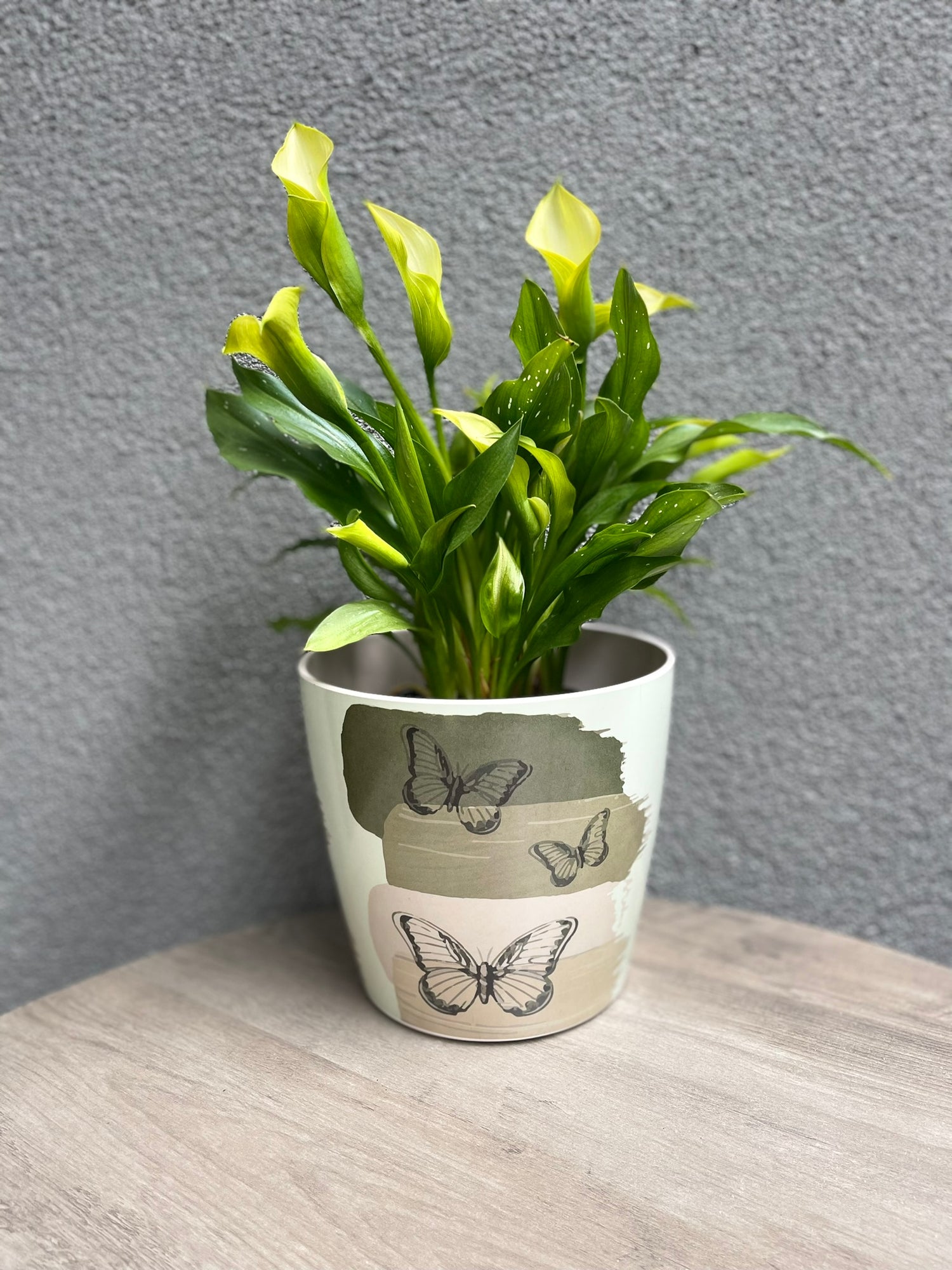 7" Round Self-Watering Bamboo Pot - Butterfly