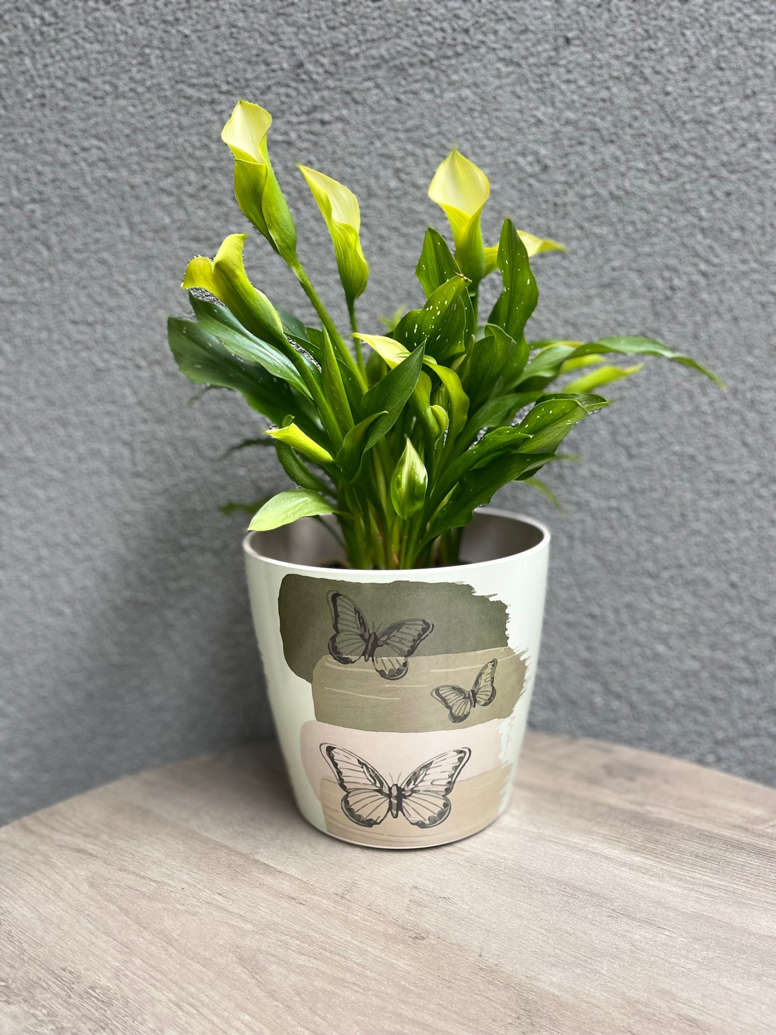 7" Round Self-Watering Bamboo Pot - Butterfly