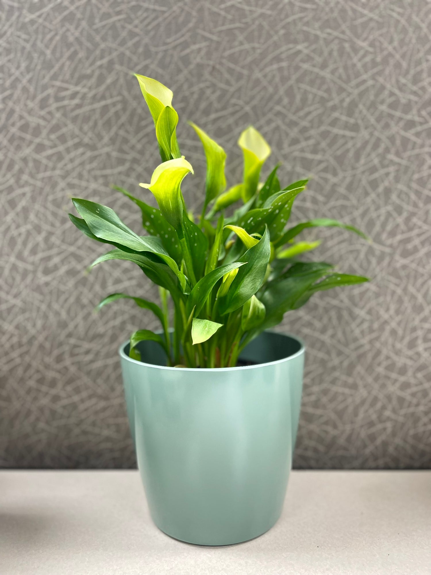 7" Round Self-Watering Bamboo Pot - Sage Green