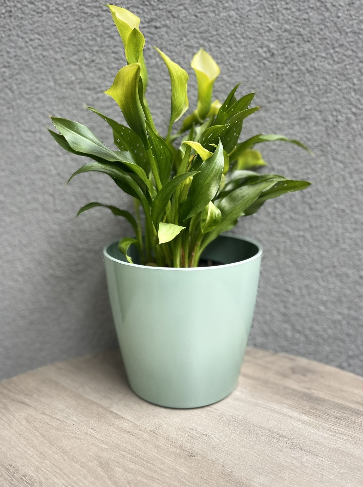 7" Round Self-Watering Bamboo Pot - Sage Green