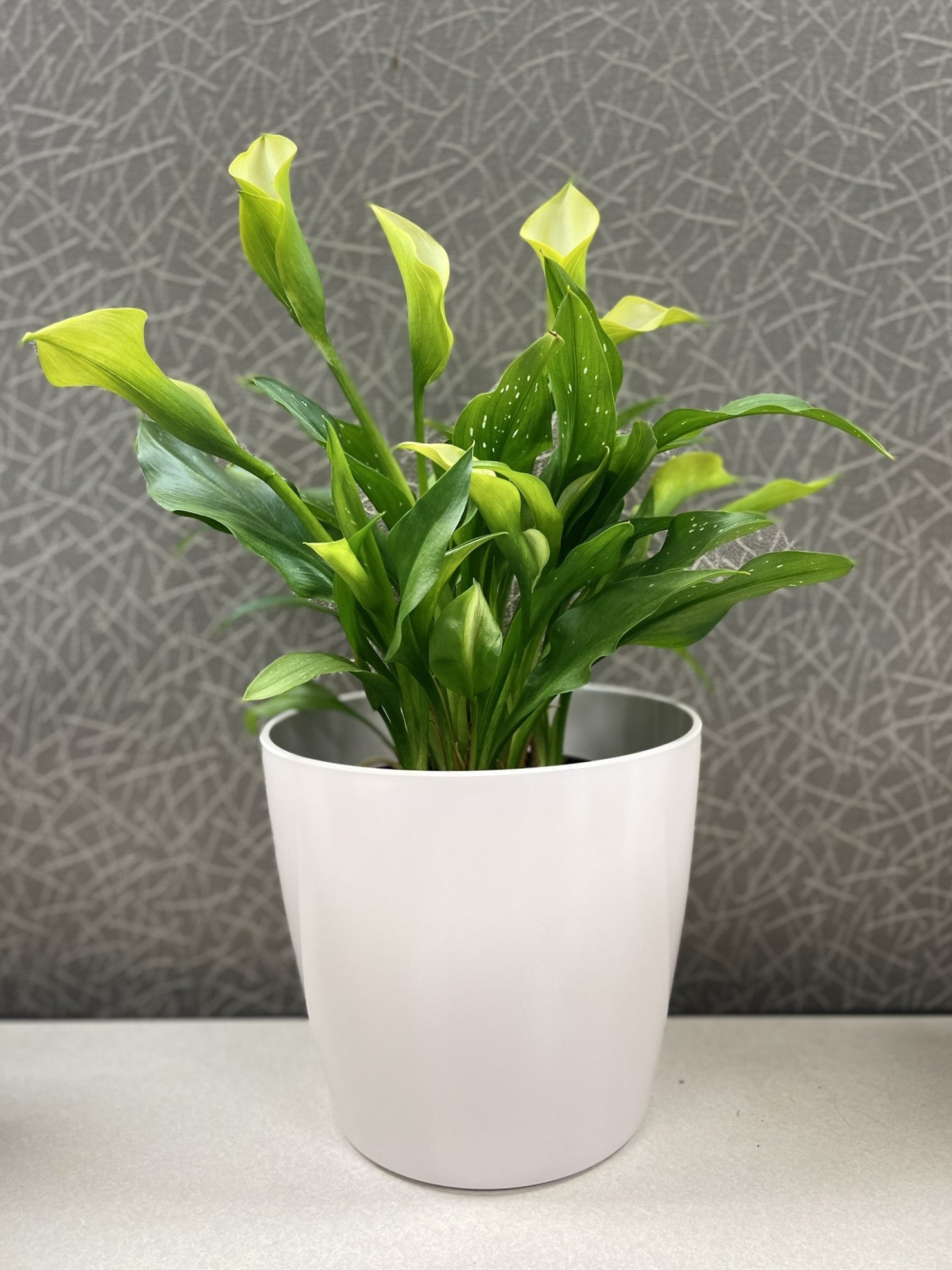 7" Round Self-Watering Bamboo Pot - Cream