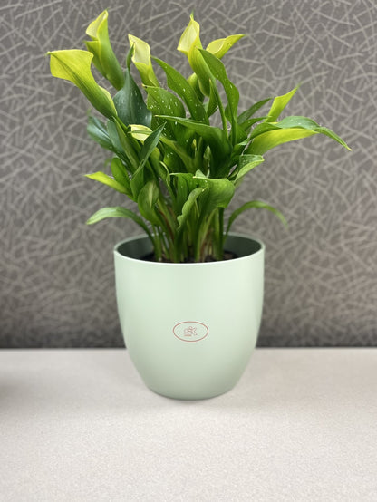 Basel Fashion Ceramic Pot  - 6.3" Matte Linden Green