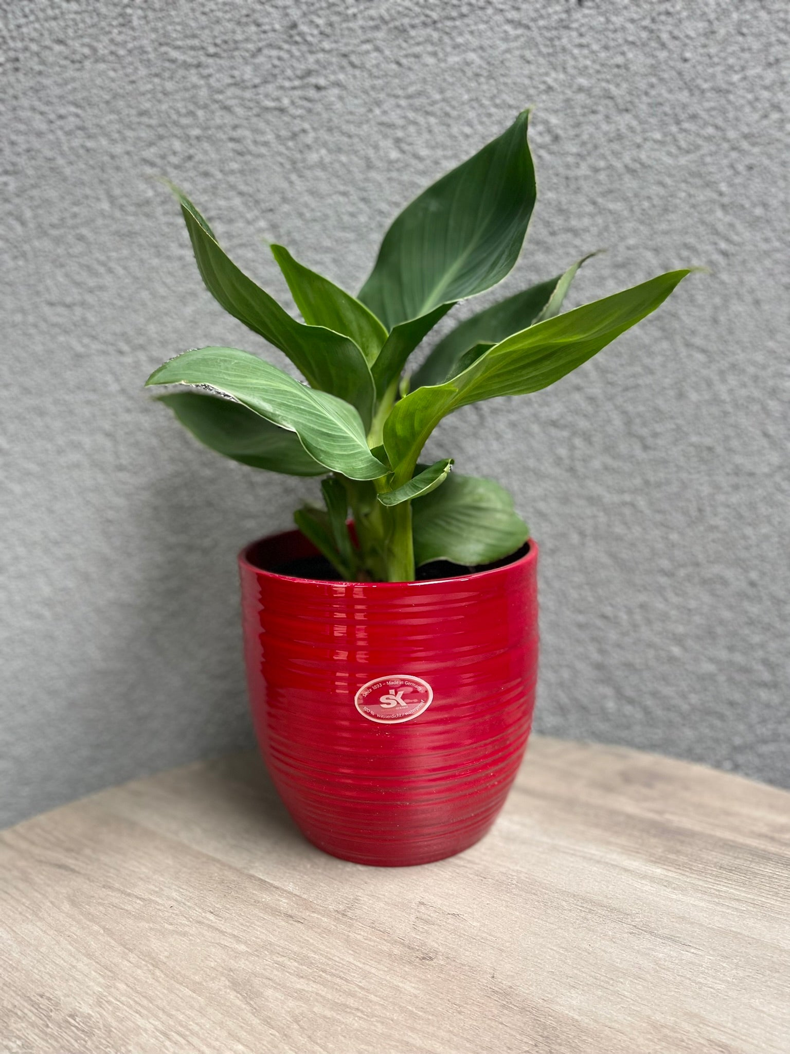 Bergamo Ceramic Pot - 6.3" Red