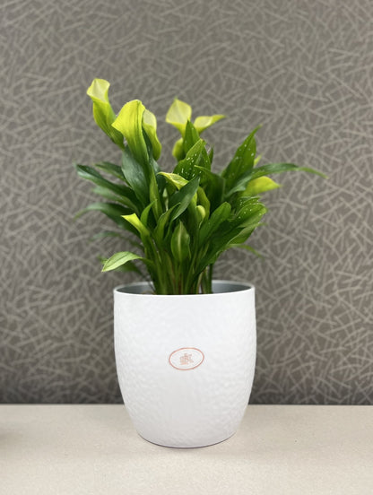 Boston Ceramic Pot - 6.3" White