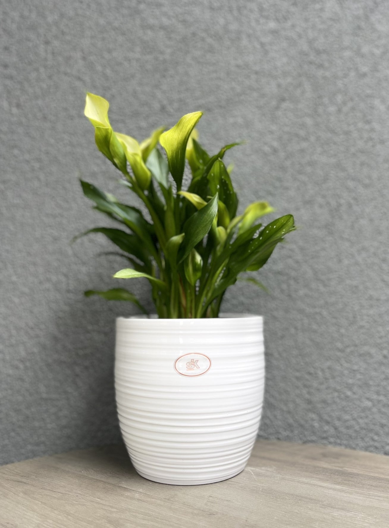Bergamo Ceramic Pot - 6.3" White