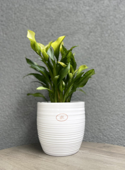Bergamo Ceramic Pot - 6.3" White