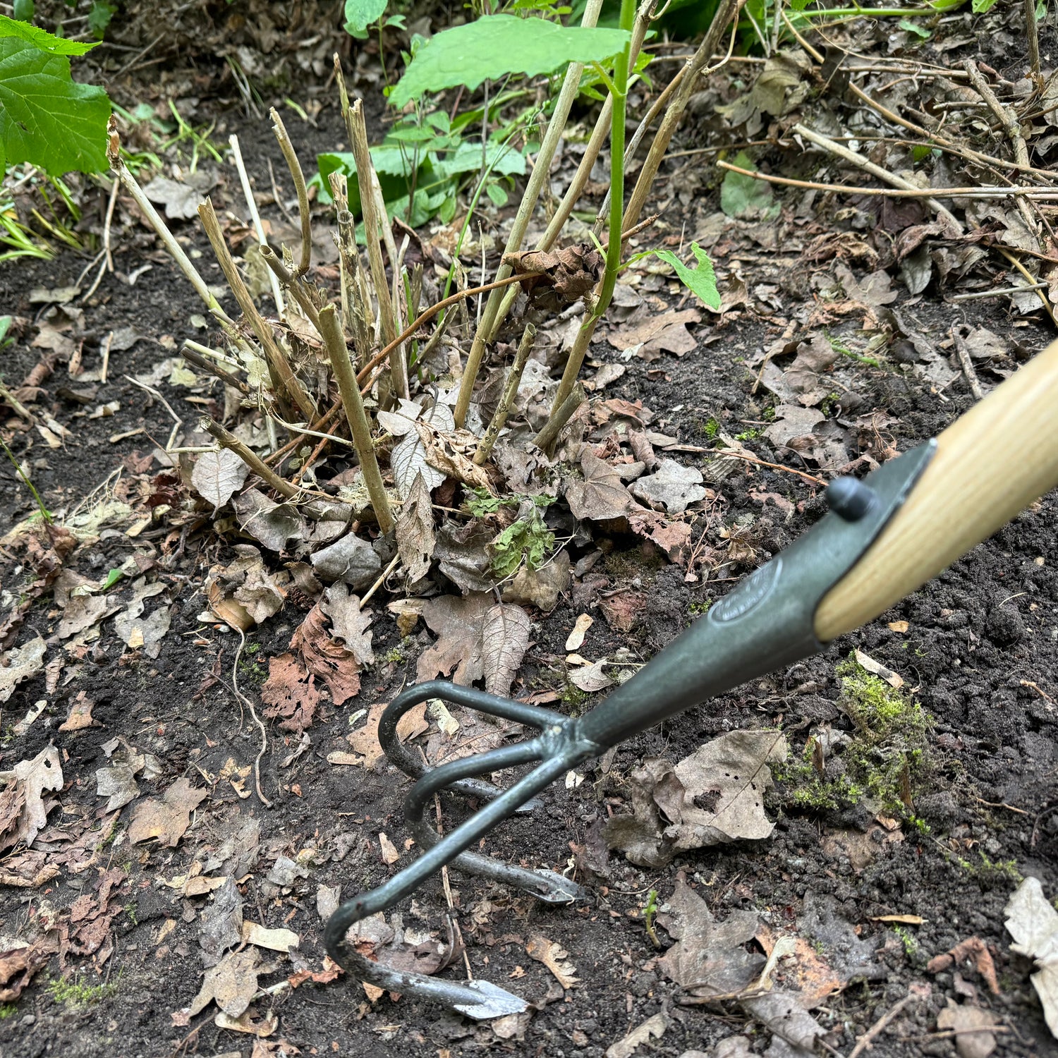 DeWit Cultivator - Flat 3-Tine with Long Handle