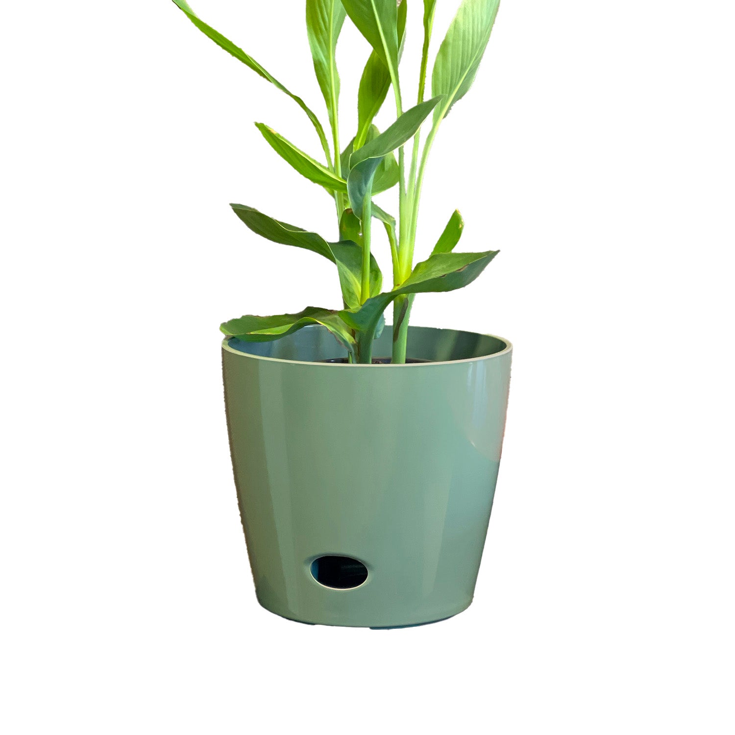 Self-Watering Bamboo Pot - 10&quot; Sage Round
