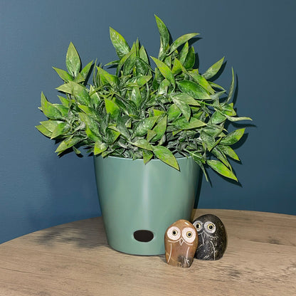 5" Round Self-Watering Bamboo Pot - Sage Green