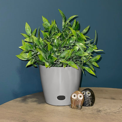 5" Round Self-Watering Bamboo Pot - Gray