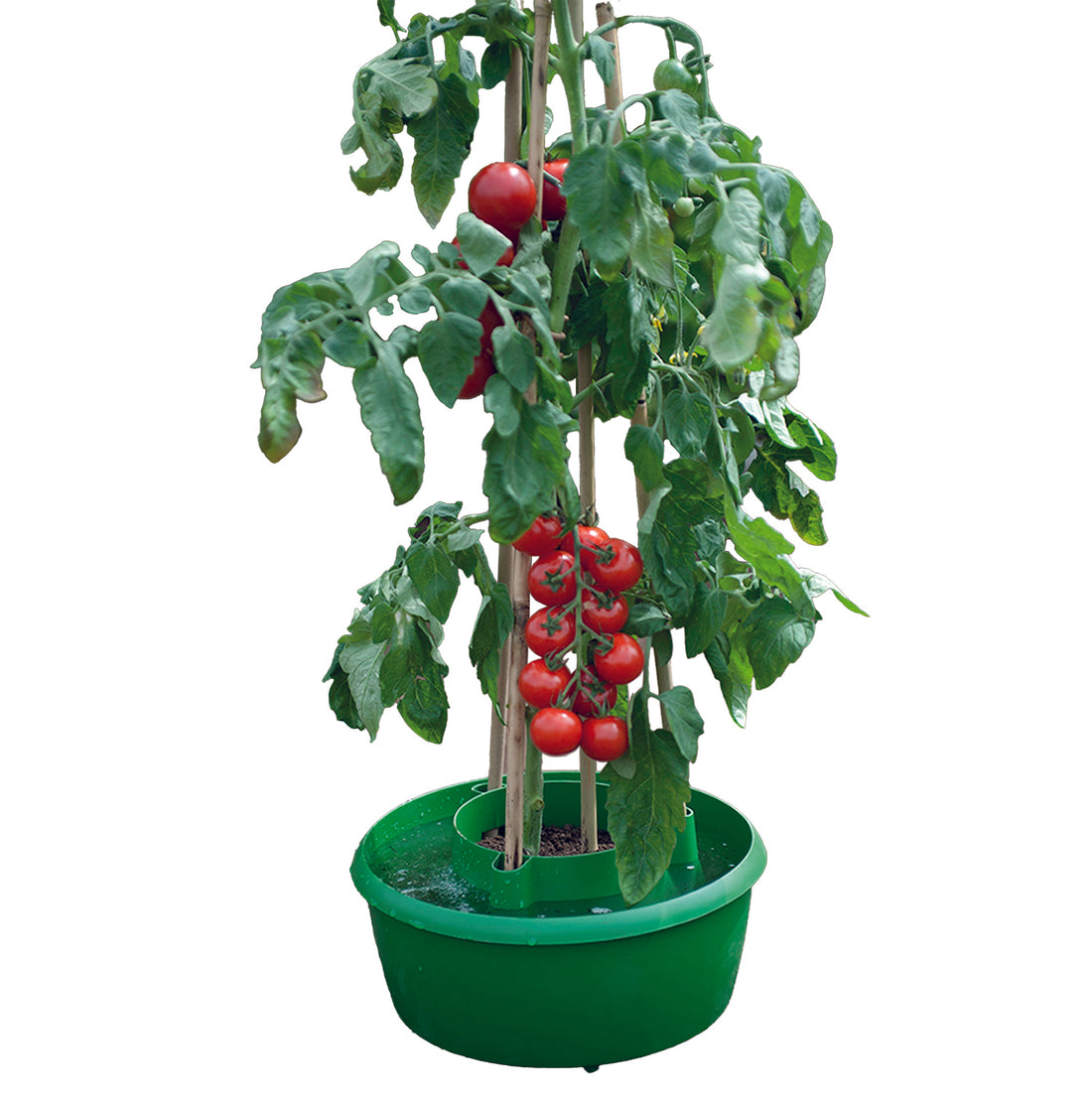 Plant Halos Watering &amp; Plant Support - Green pack of 3